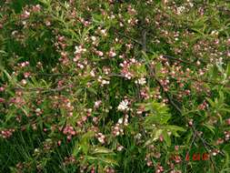 Malus transitoria (Batalin) C. K. Schneid. resmi