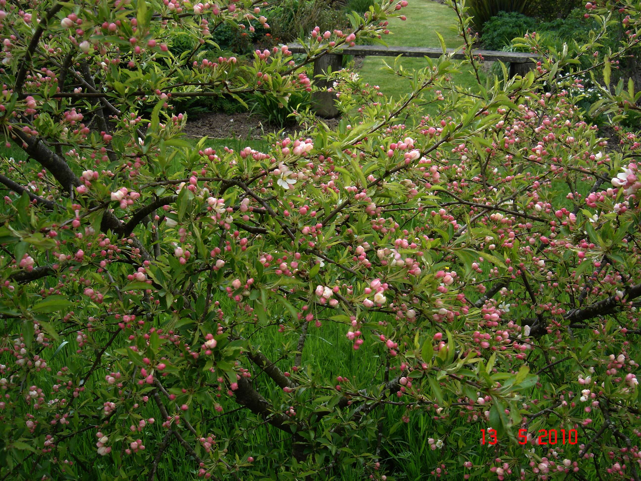 Malus transitoria (Batalin) C. K. Schneid. resmi