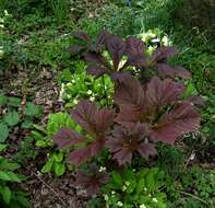 Image of Rodgersia podophylla A. Gray