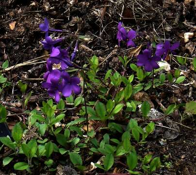 Image of creeping phlox