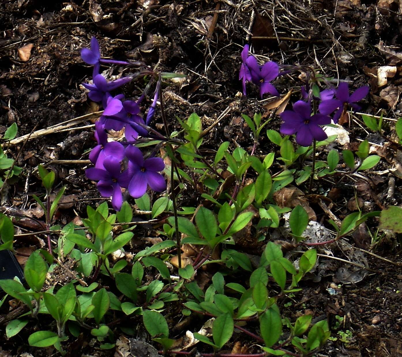 Image of creeping phlox