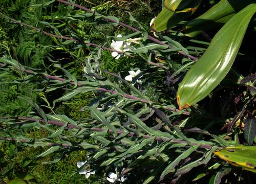 Image of woad