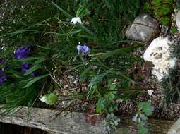 Image of prairie bluebells