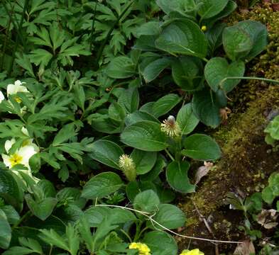 صورة Salix nakamurana Koidzumi