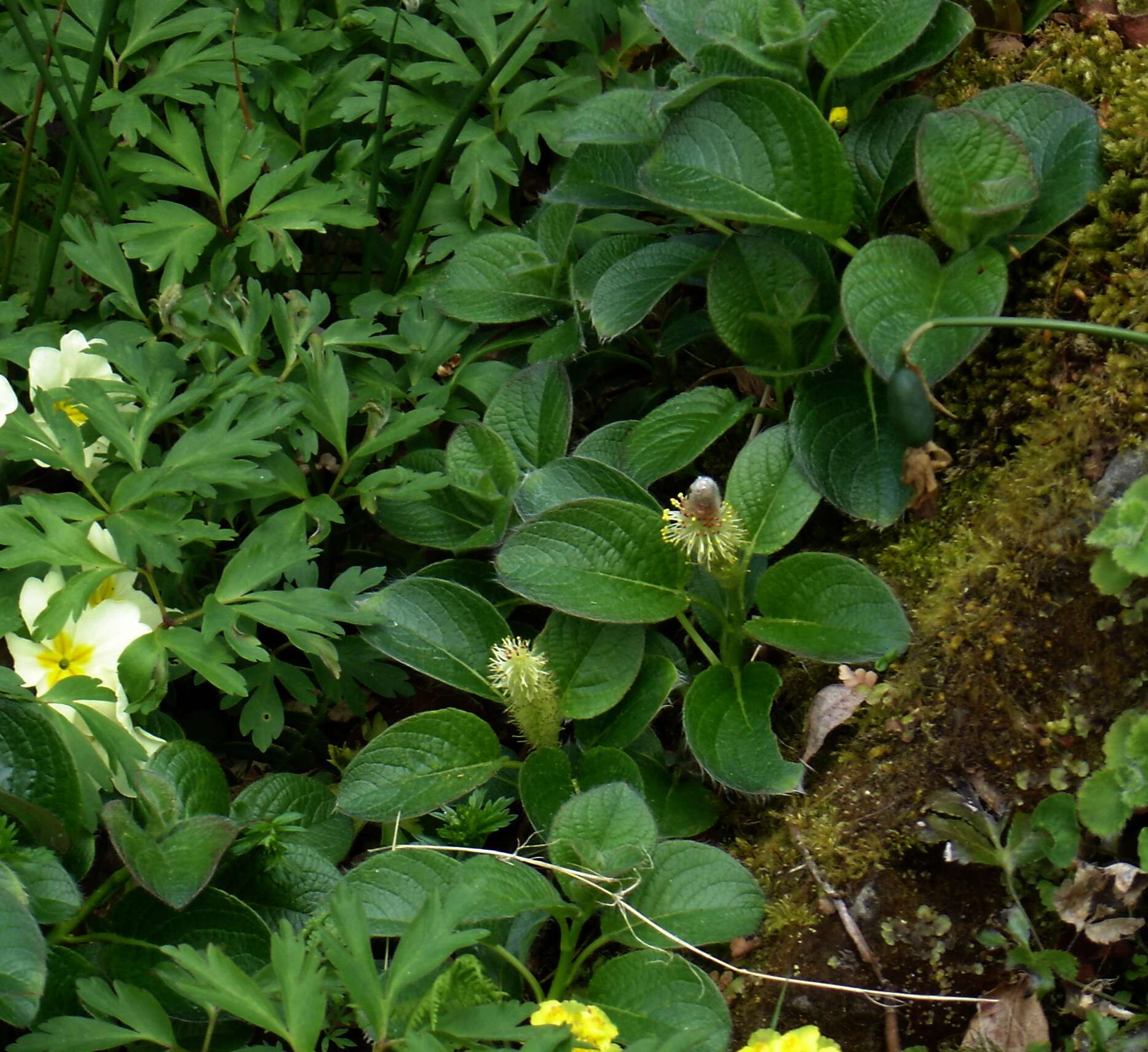 Image of Salix nakamurana Koidzumi