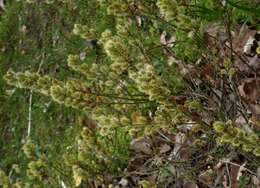 Image of creeping willow