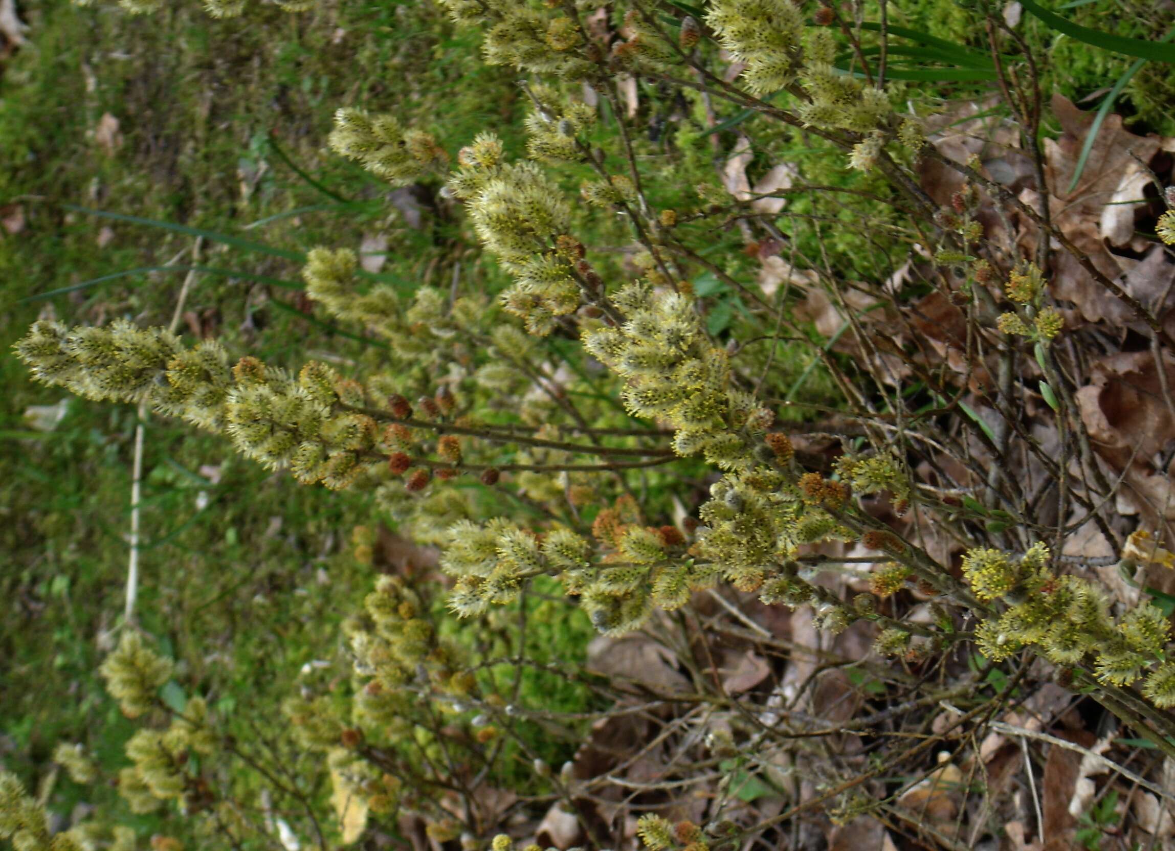 Image of creeping willow