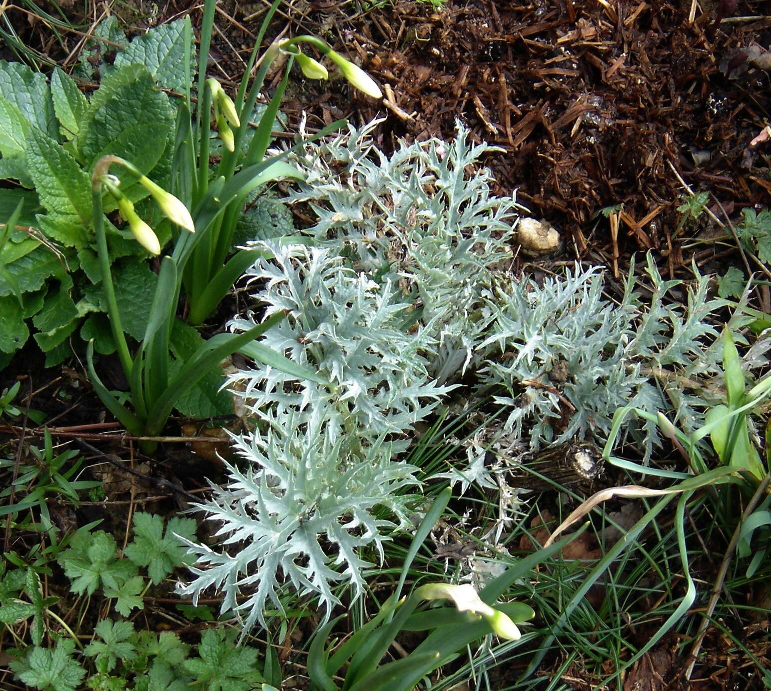 Image of cardoon