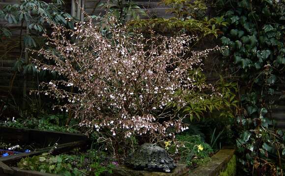 Imagem de Prunus incisa C. P. Thunb. ex A. Murray