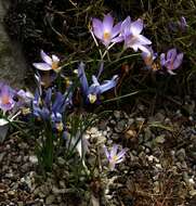 Image of Iris reticulata M. Bieb.