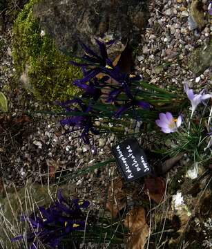 Image of Iris reticulata M. Bieb.