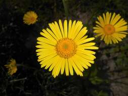 Doronicum plantagineum L. resmi