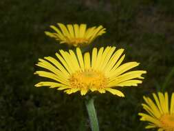 Doronicum plantagineum L. resmi