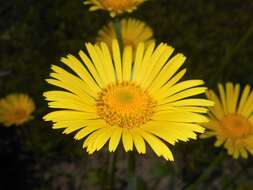 Doronicum plantagineum L. resmi