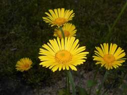 Doronicum plantagineum L. resmi