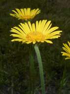 Doronicum plantagineum L. resmi