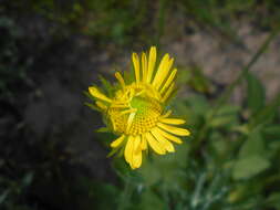 Doronicum plantagineum L. resmi