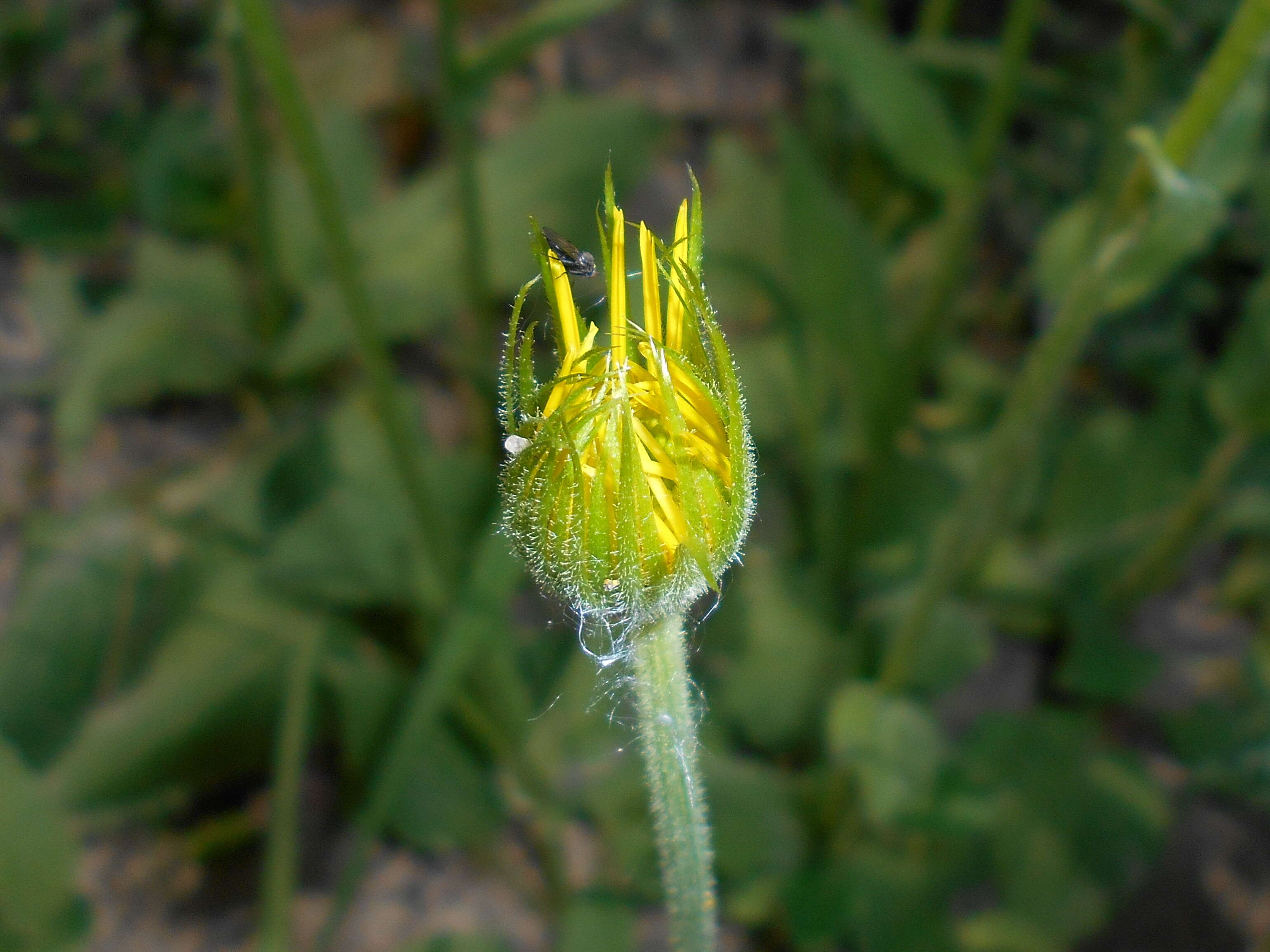 Doronicum plantagineum L. resmi