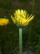 Doronicum plantagineum L. resmi