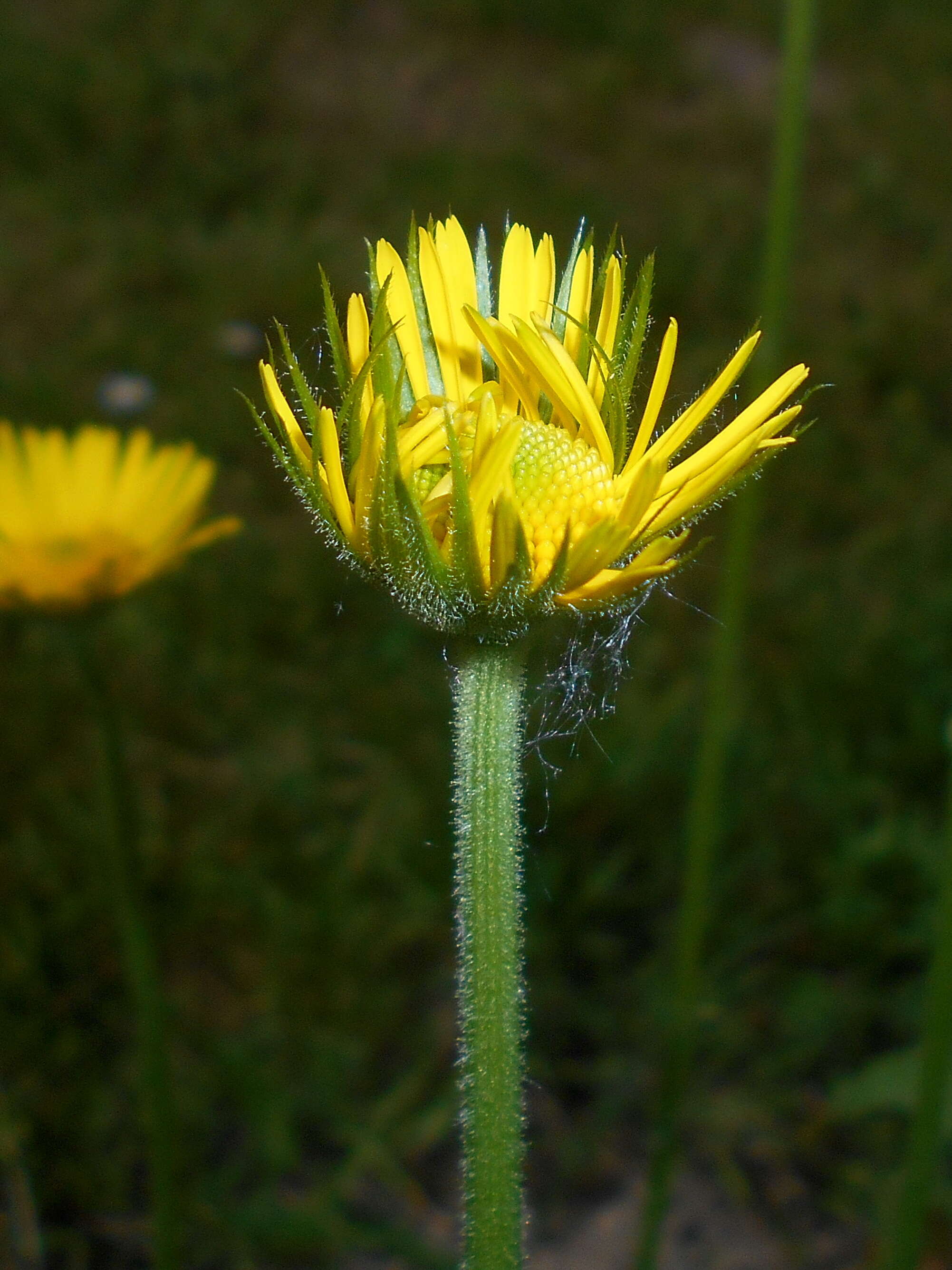 Doronicum plantagineum L. resmi