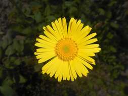 Doronicum plantagineum L. resmi