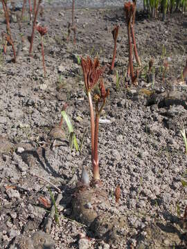 Image of Rodgersia aesculifolia Batalin