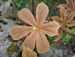Image of Rodgersia aesculifolia Batalin
