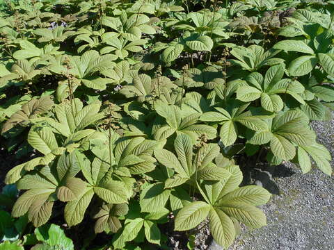 Image of Rodgersia aesculifolia Batalin