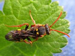 Image of Nomada marshamella (Kirby 1802)