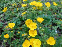 Слика од Potentilla crantzii (Crantz) Beck