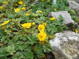 Слика од Potentilla crantzii (Crantz) Beck