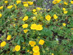 Слика од Potentilla crantzii (Crantz) Beck