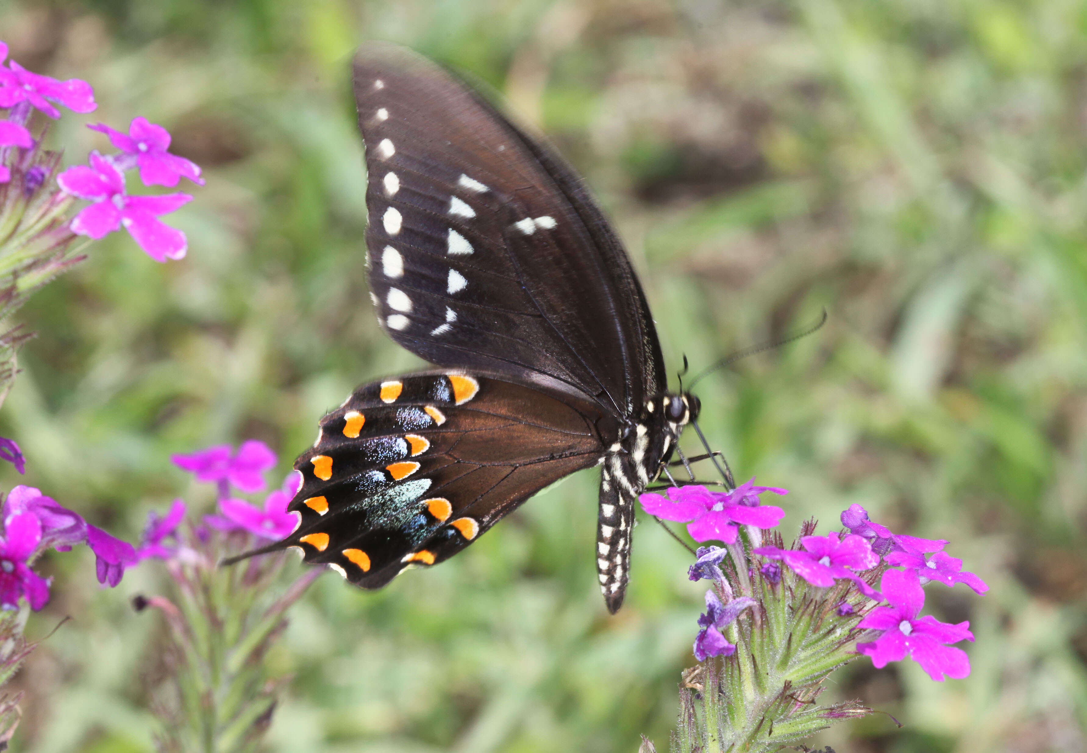 Image of Spicebush swallowtail