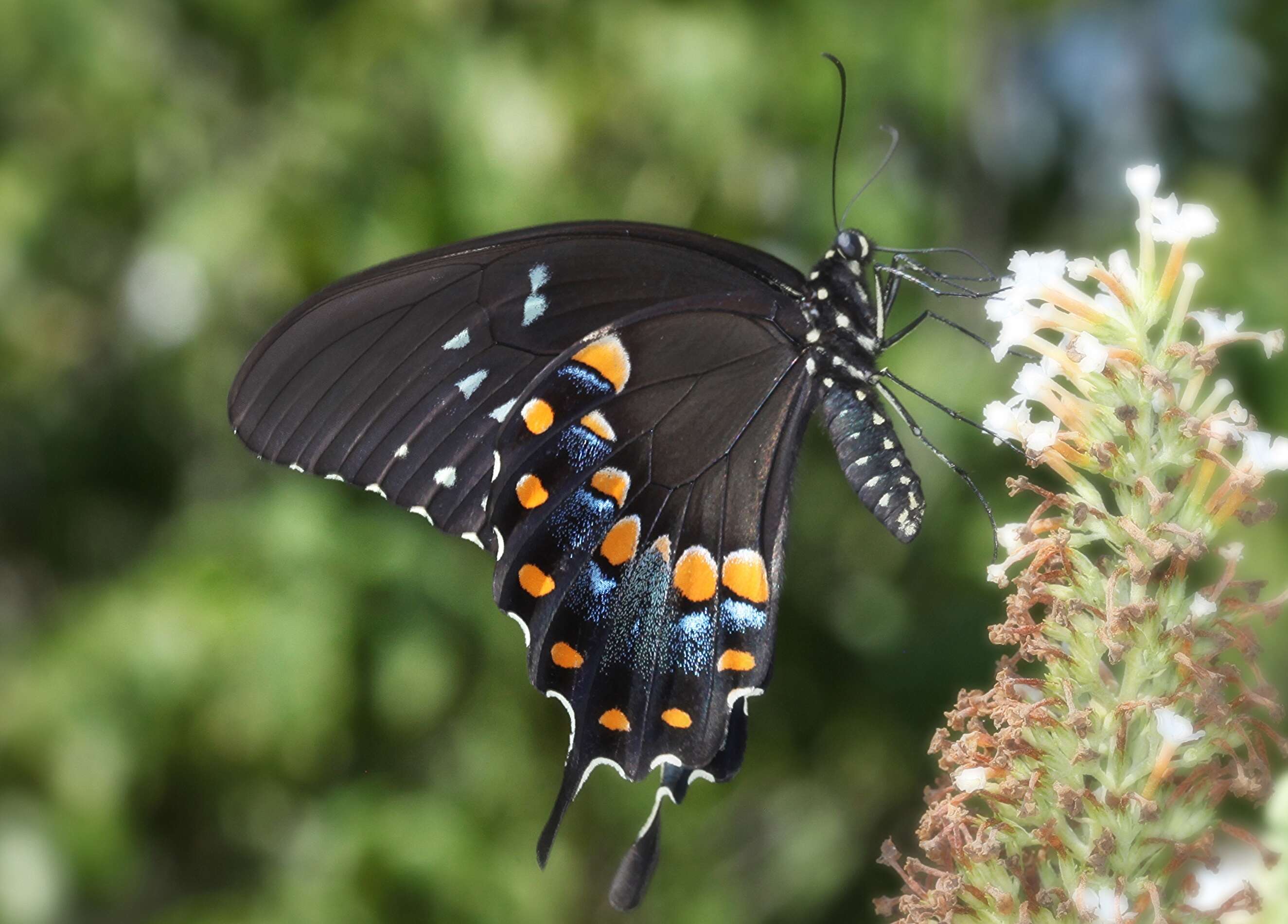 Image of Spicebush swallowtail