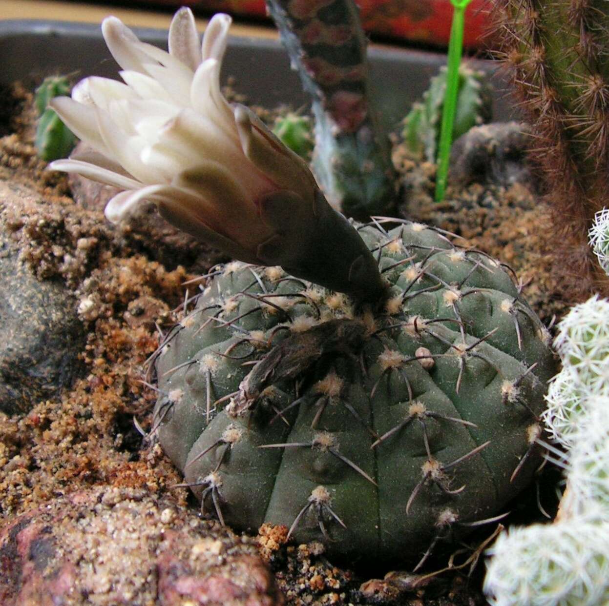 Image of <i>Gymnocalycium quehlianum</i>