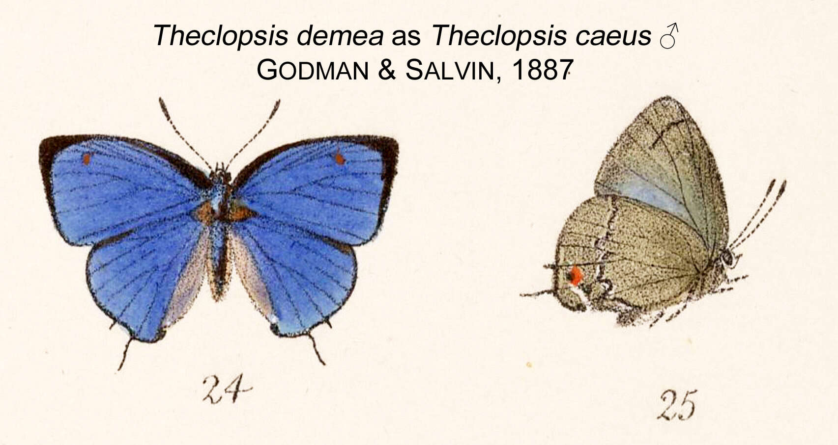 Image of Theclopsis demea (Hewitson (1874))