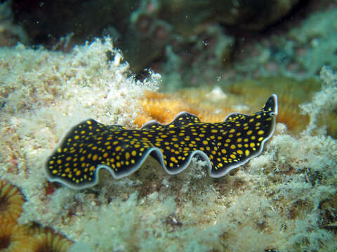 Image of Yellow papillae flatworm