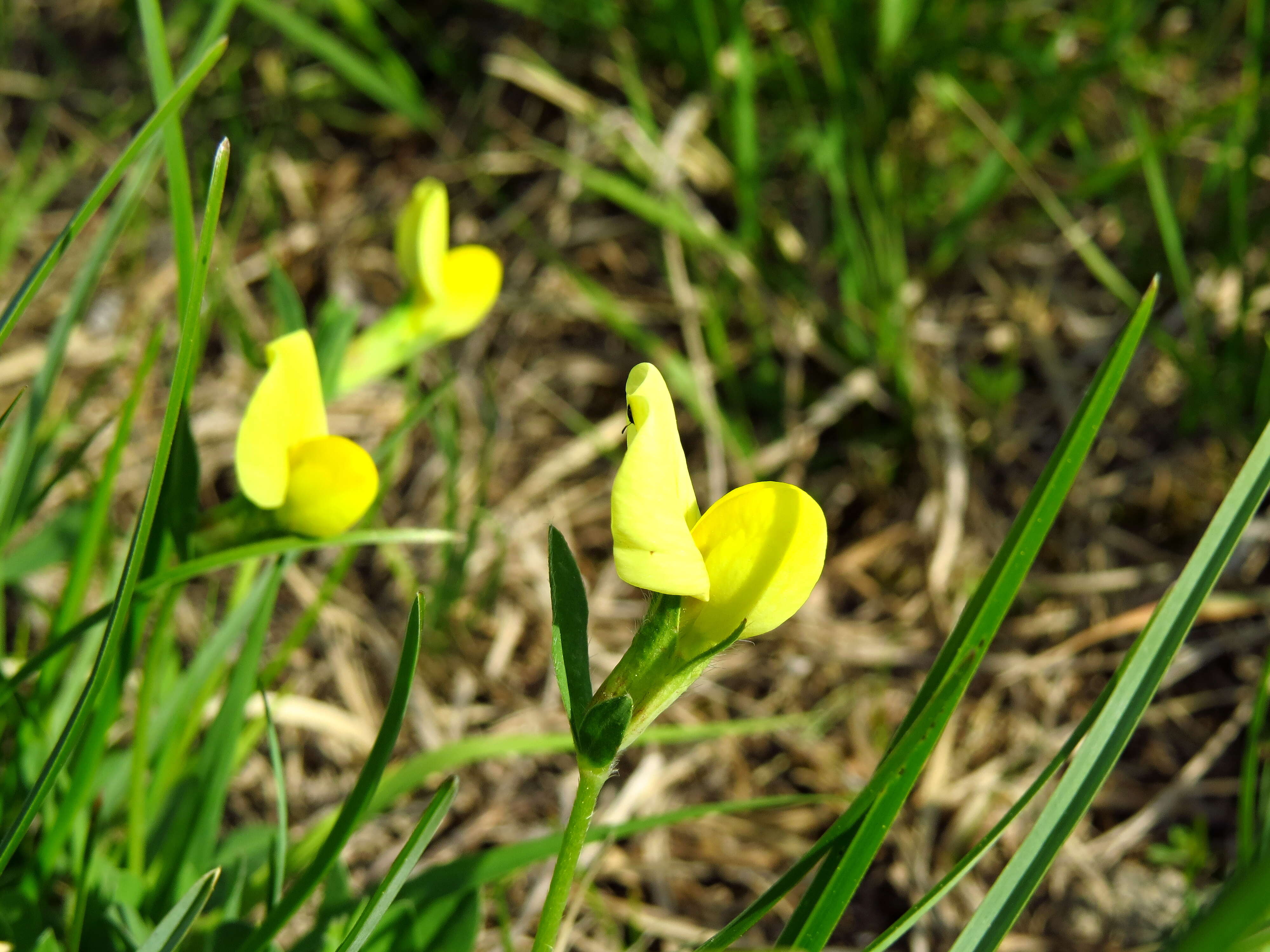 Image of dragon's teeth