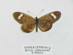 Image of Acraea cepheus Linnaeus 1758