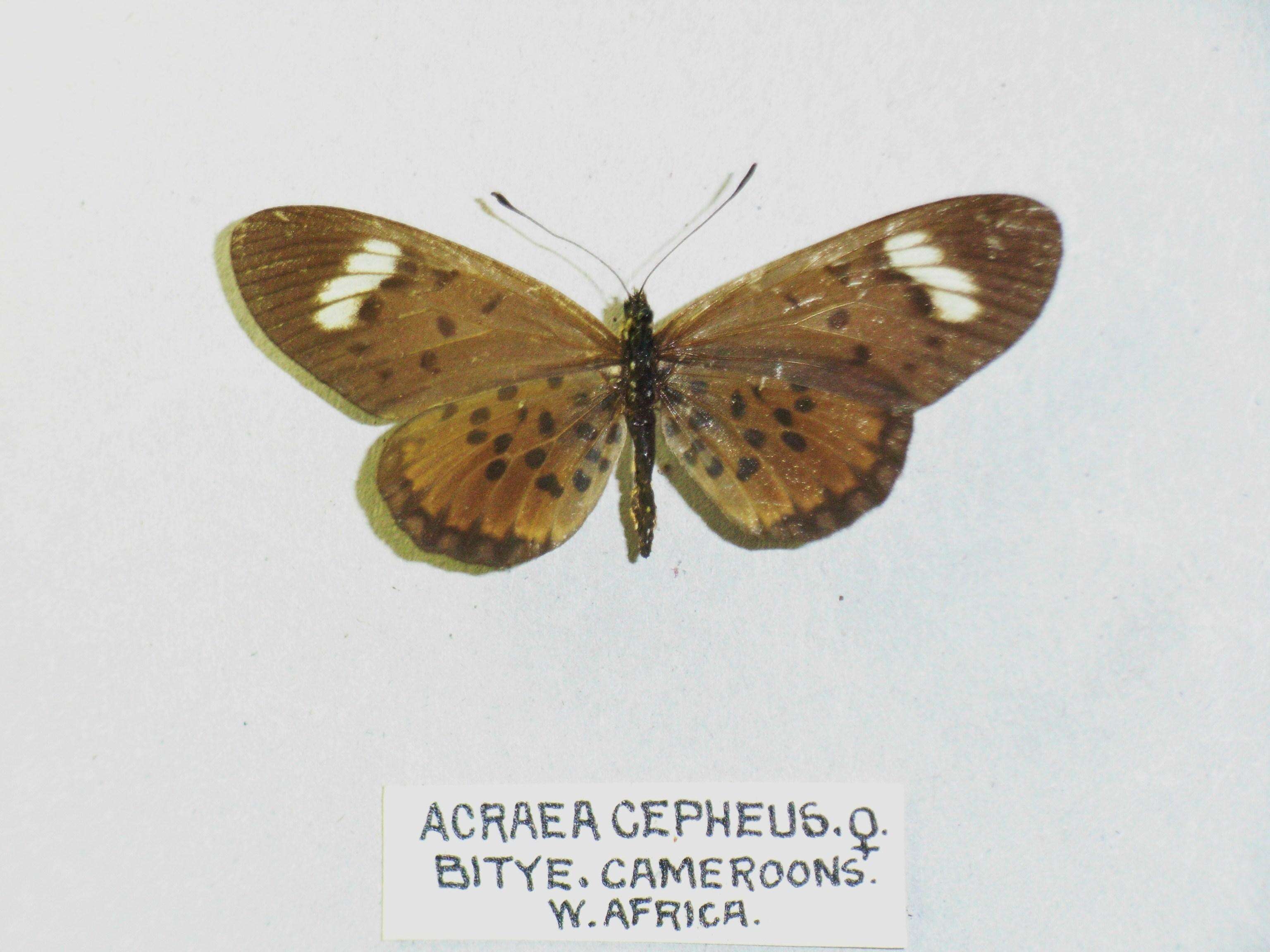 Image of Acraea cepheus Linnaeus 1758