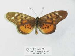 Image of Acraea lycoa Godart 1819