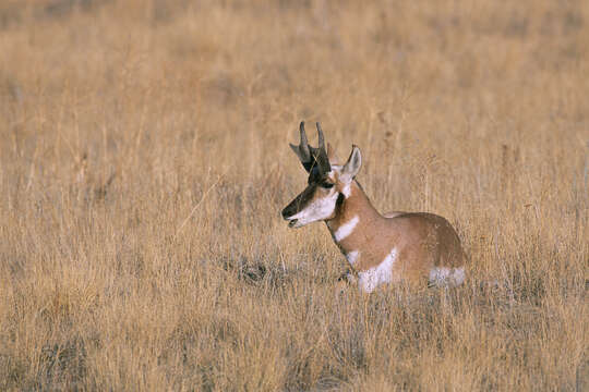 Image of Baja California pronghorn