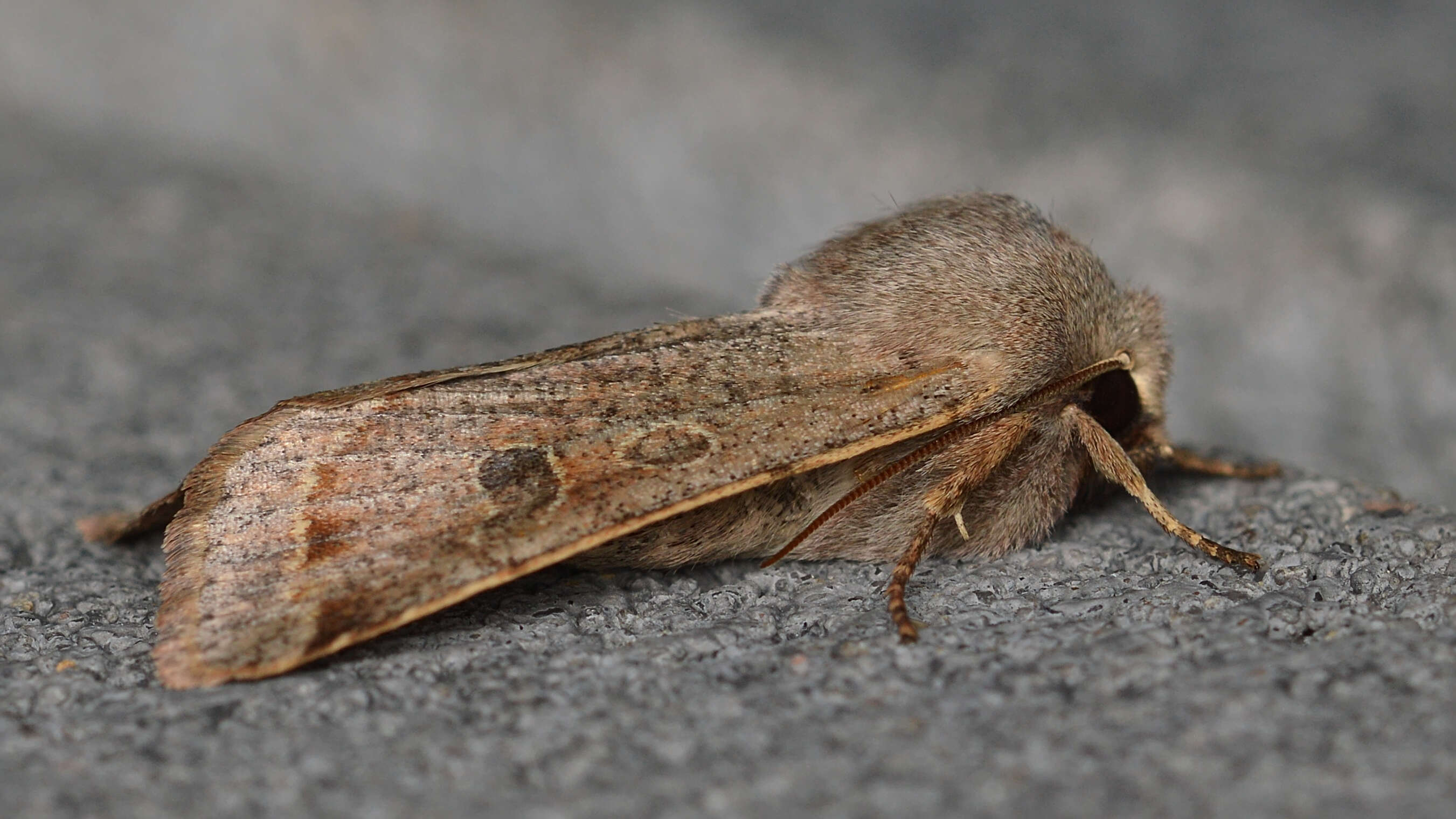 Imagem de Orthosia hibisci Guenée 1852