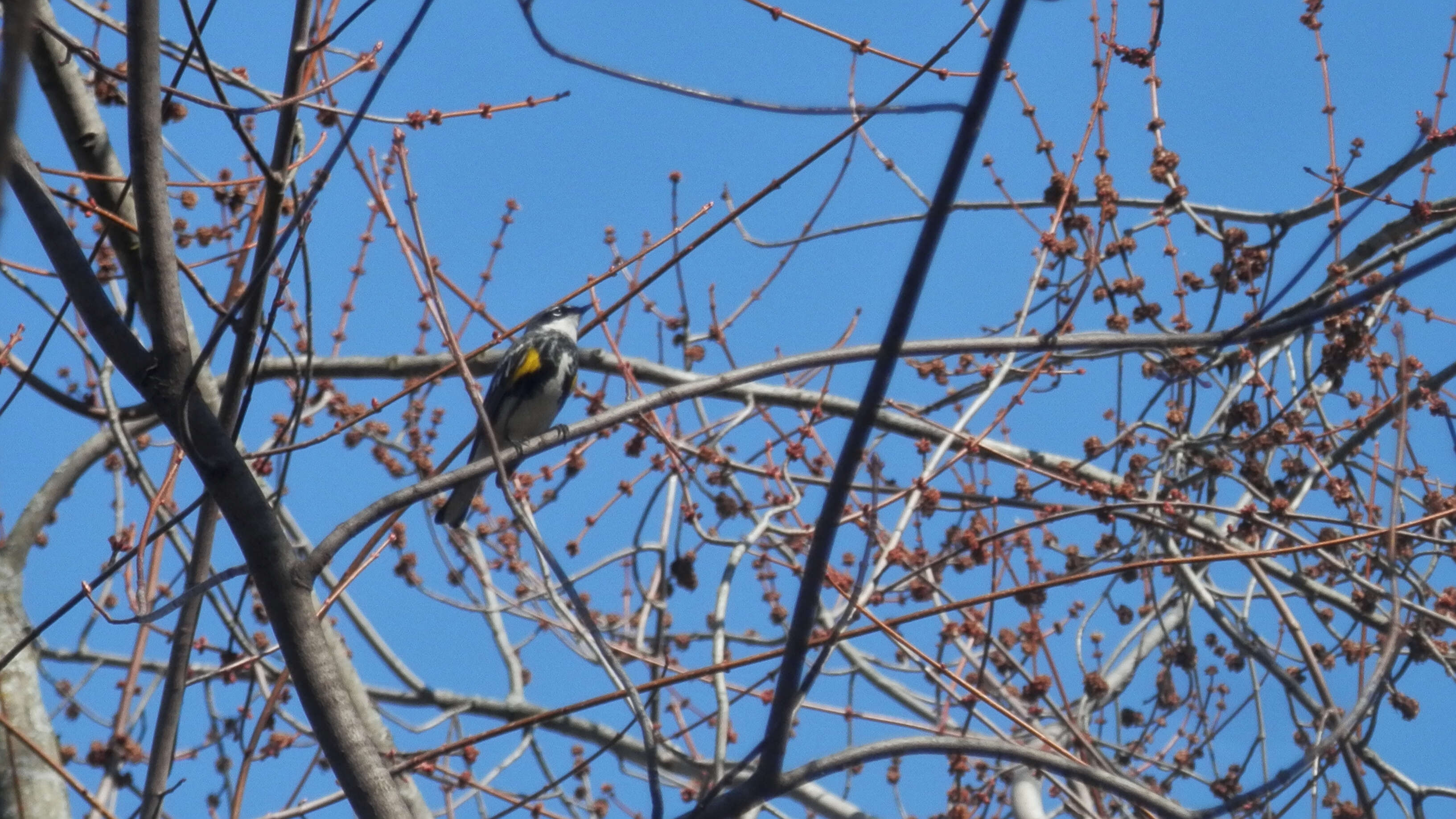 Image of Myrtle Warbler