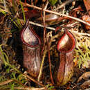 Image of Nepenthes ceciliae Gronem., Coritico, Micheler, Marwinski, Acil & V. B. Amoroso