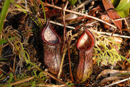 Image of Nepenthes ceciliae Gronem., Coritico, Micheler, Marwinski, Acil & V. B. Amoroso