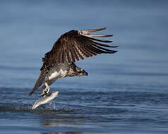 Image of Eastern Osprey