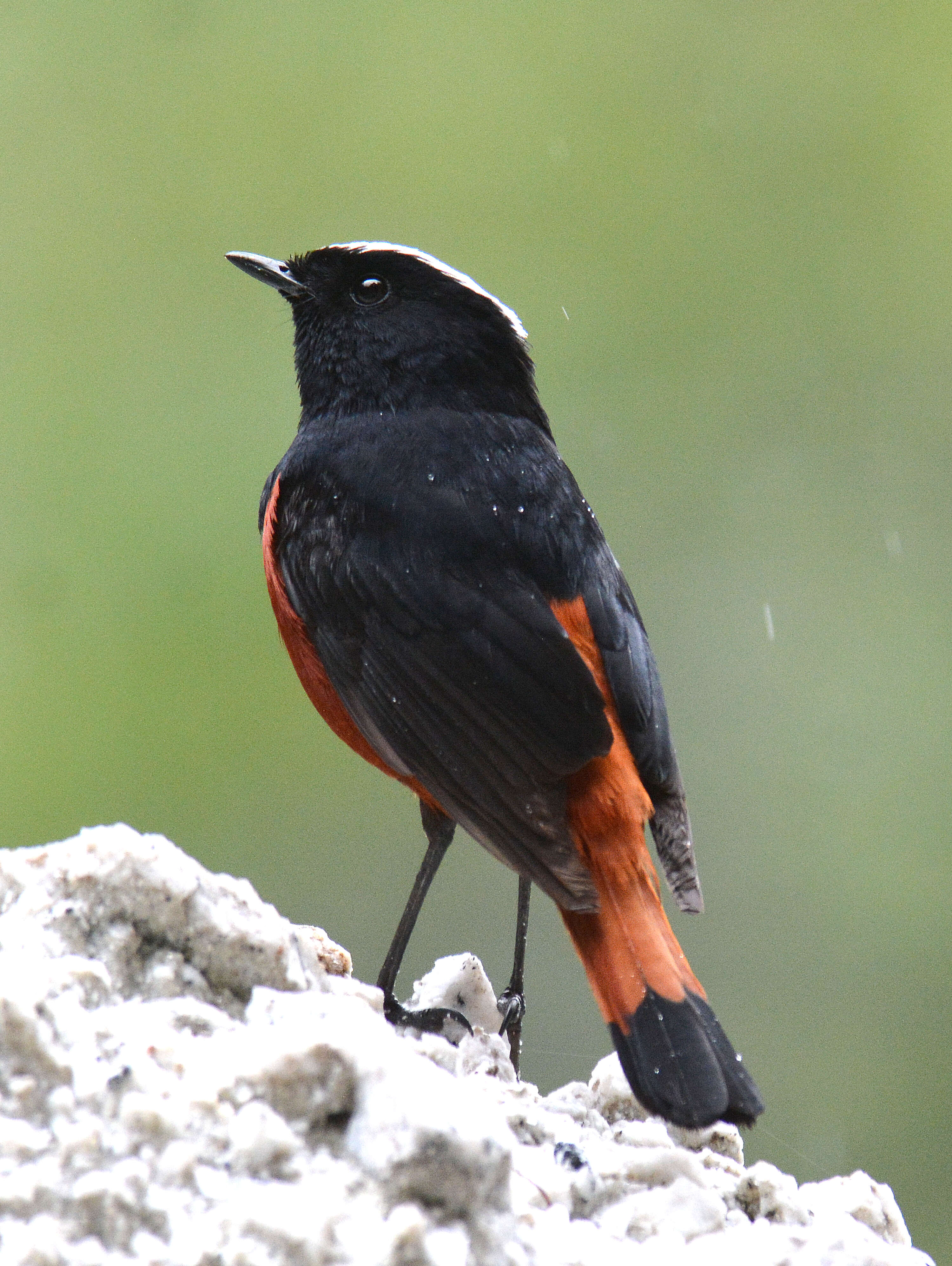 Image of White-capped Redstart