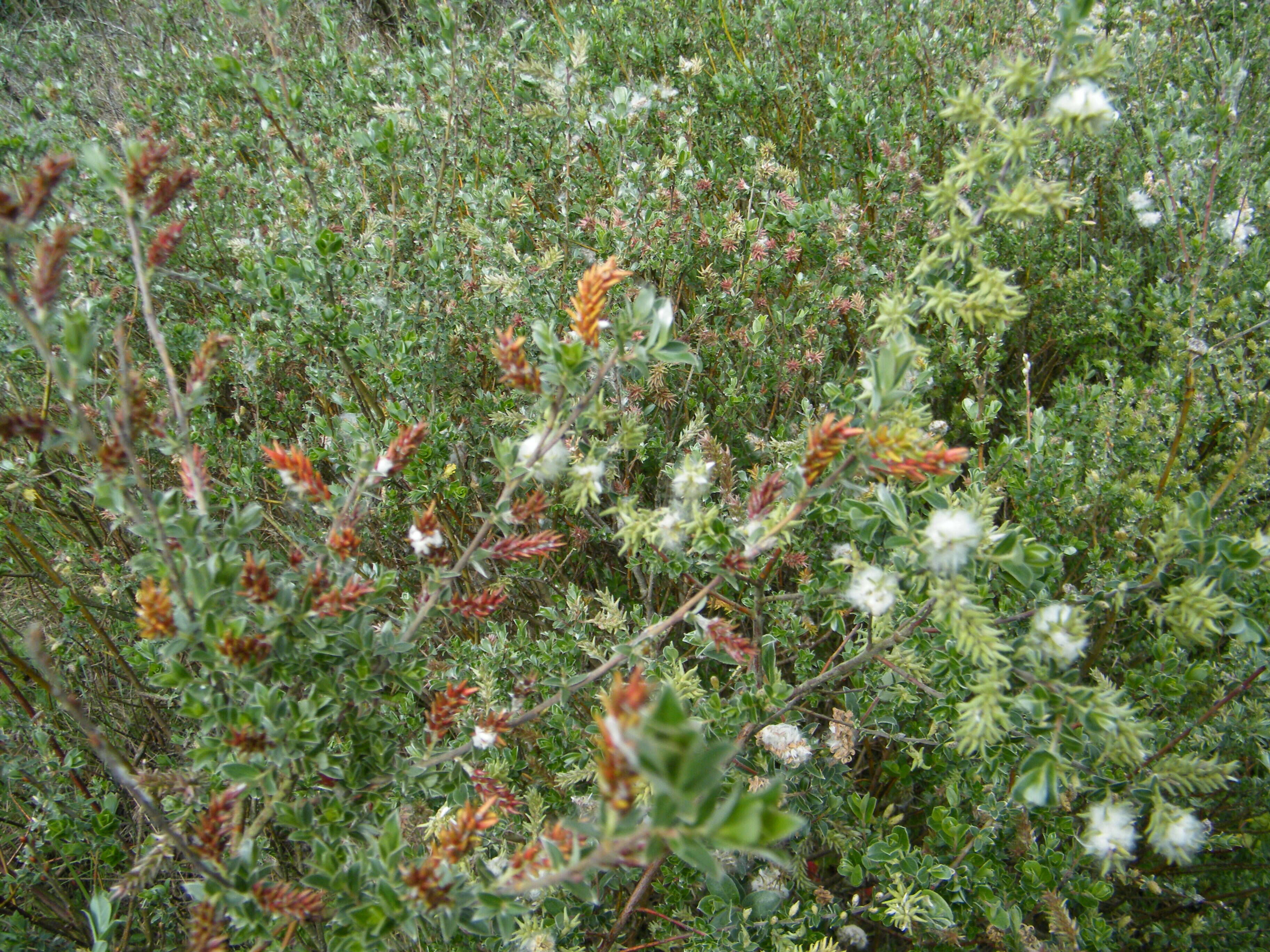 Image of creeping willow