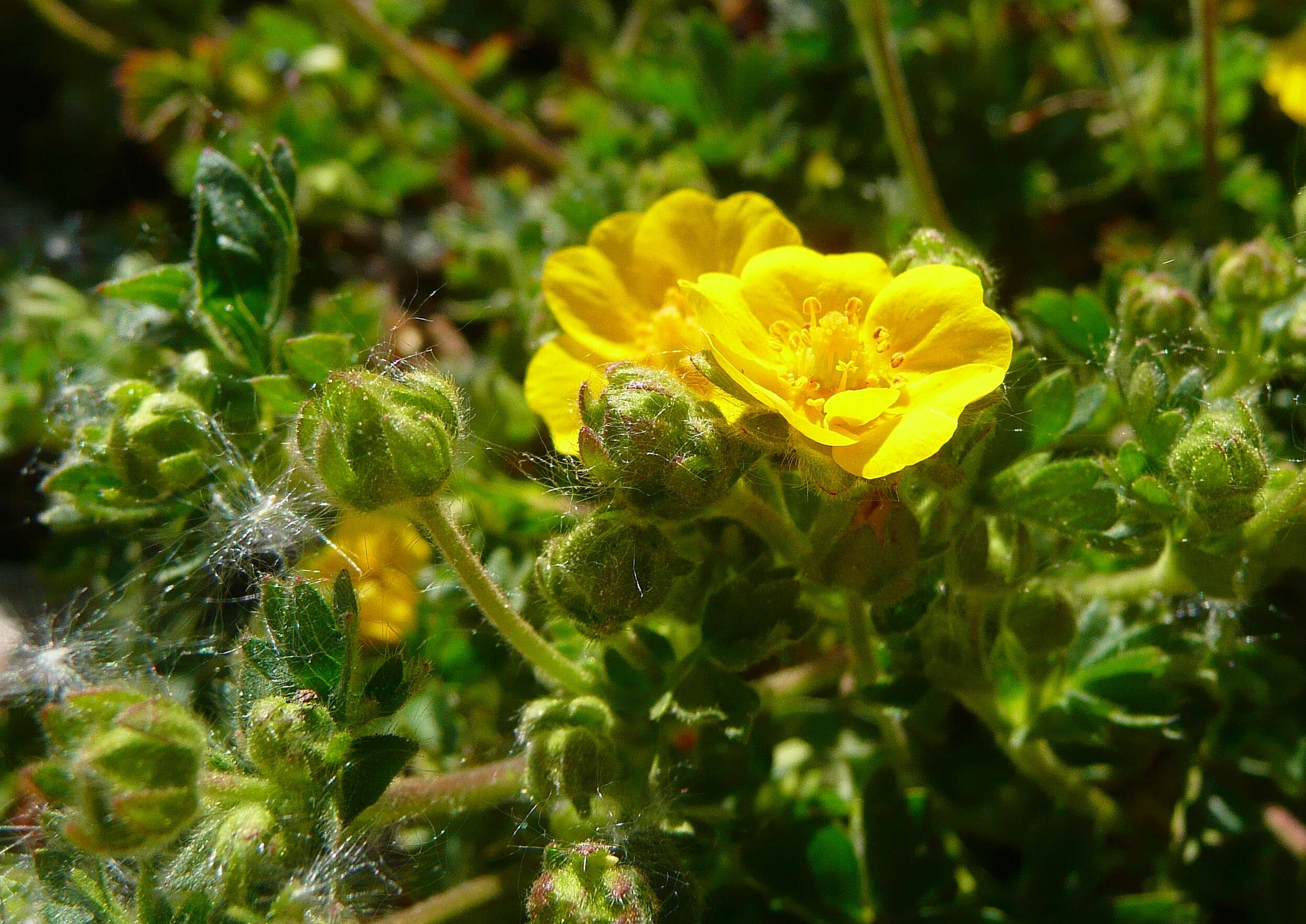 Слика од Potentilla crantzii (Crantz) Beck